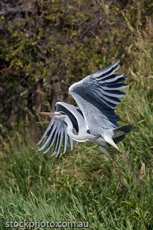 Some of the abundant birds at Antelope Park