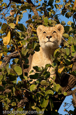 Young Lion in a tree at Antelope Park