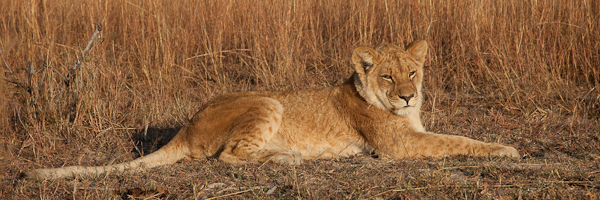 Lion walk at Antelope Park